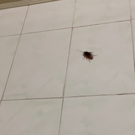  버그킥 후기! 바퀴벌레와의 전쟁, 이걸로 끝냈어요