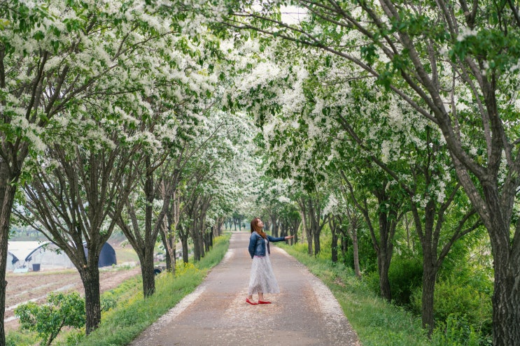  진천 이팝나무길과 한반도지형전망공원 공조팝(23.5.7)