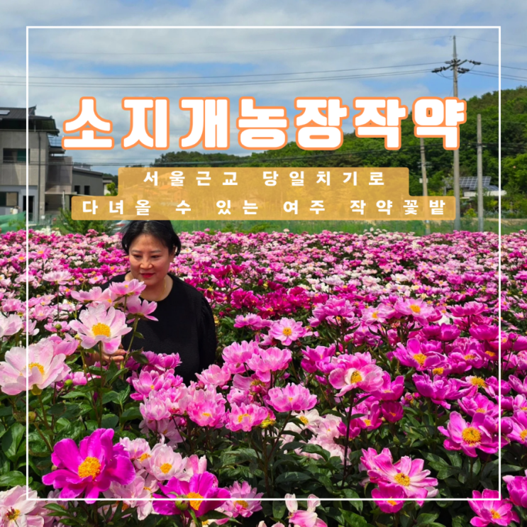  서울에서 당일치기로 다녀올 수 있는 작약 꽃밭 여주 소지개농장 작약