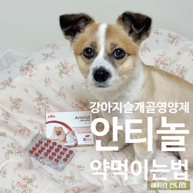  강아지 슬개골 영양제 안티놀 래피드, 급여 방법 추천