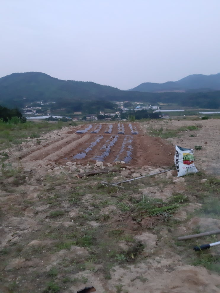  다시 찾아온 토요일, 서리태콩을 위한 하루