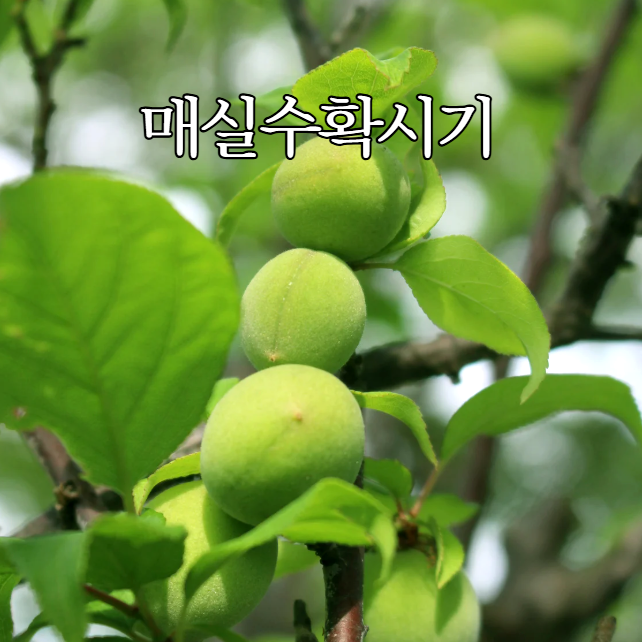  매실 수확 시기와 잘 익은 매실 고르는 법