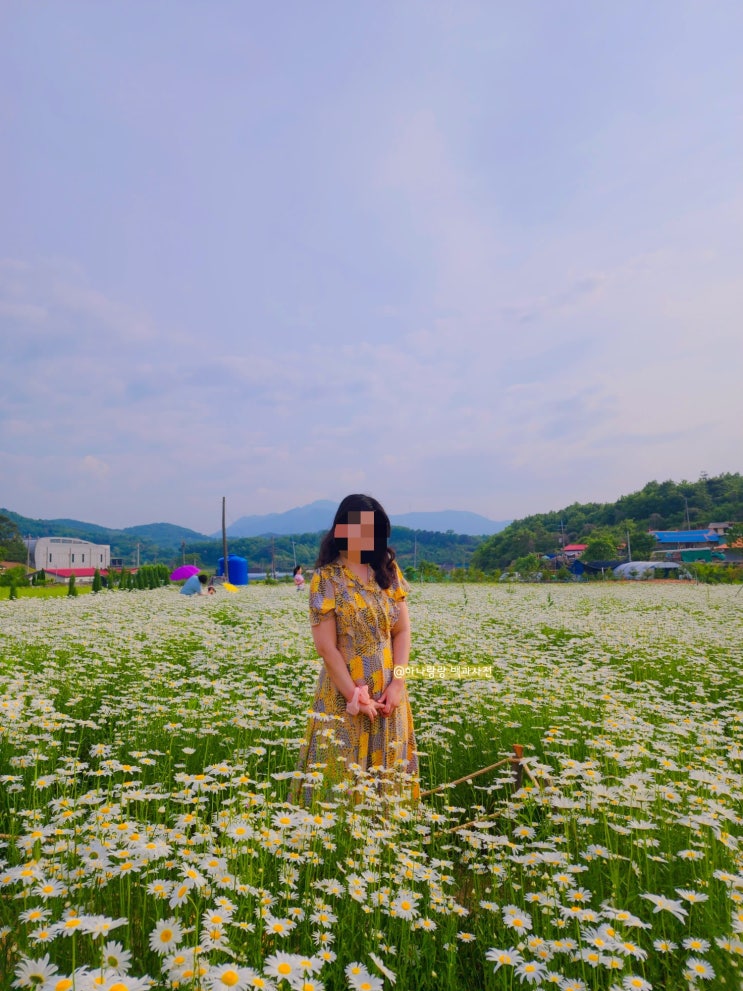  [충남 아산] 계란후라이 활짝 샤스타데이지 지새울카페 (5/23방문)