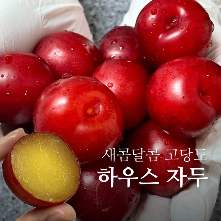  자두 철 효능 새콤달콤 고당도 대석 자두가 먹고 싶을 때