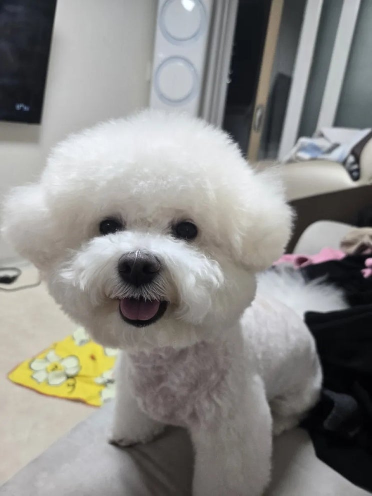  저희 소중한 친구 비숑프리제 하리를 소개할게요귀여움 주의