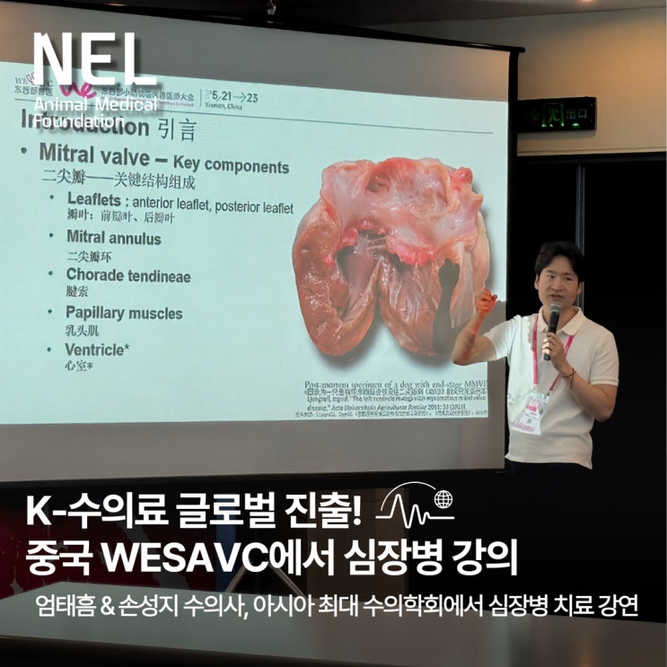  172ad8f3331e4afca29a9d9f5740898e [소식] 넬동물심장센터 | 아시아 최대 수의학 학회 WESAV에서 강아지심장병 치료 경험 공유
