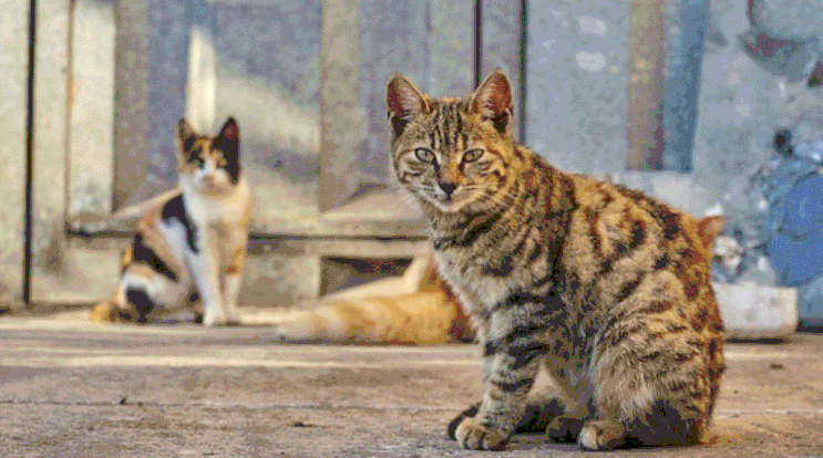  고양이 로드킬, 길고양이 사체 발견했을 때 신고 방법
