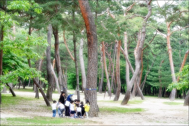  도심속 숲 산책... 조선왕릉 숲길 걷기(태릉~강릉 숲길)