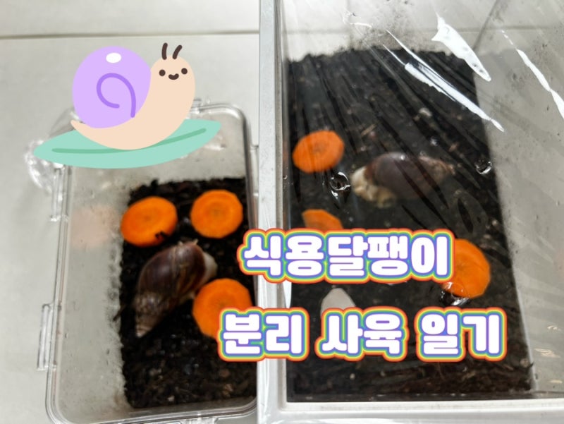 식용달팽이 키우기3 식용달팽이 교미/분리사육