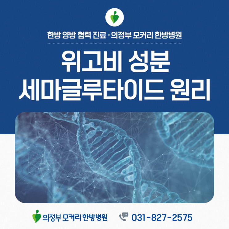  의정부 위고비의 주요 성분 이해하기 세마글루타이드(Semaglutide)의 원리