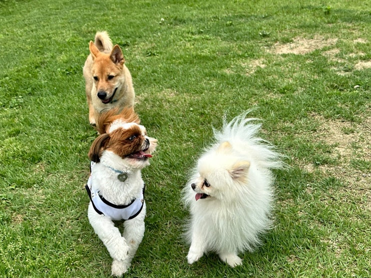  서울 애견 운동장에서 배우는, 강아지와 나란히 걷기의 기술!