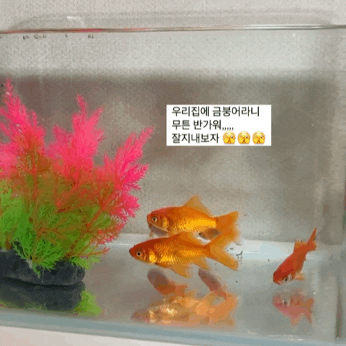  금붕어 키우기는 어렵다..