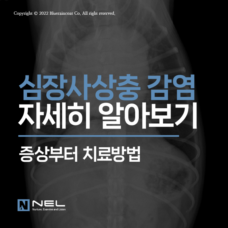  [넬동물의료센터] 모기철 필수 체크! 심장사상충, 증상부터 치료, 예방방법까지 이것만 알면 안전해요!