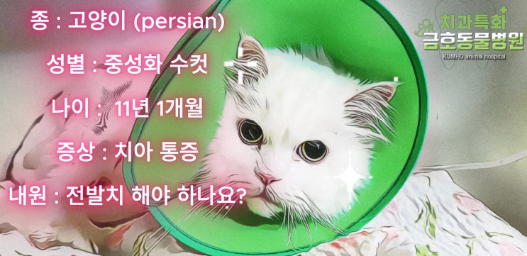 11살 페르시안 고양이 치주염 치료,광주서구 치과 특화 금호동물병원