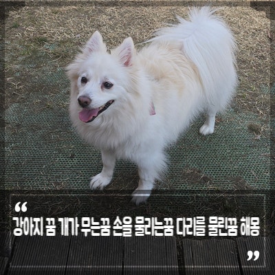 강아지 꿈 개가 무는꿈 손을 물리는꿈 다리를 물린꿈 상황별 해몽