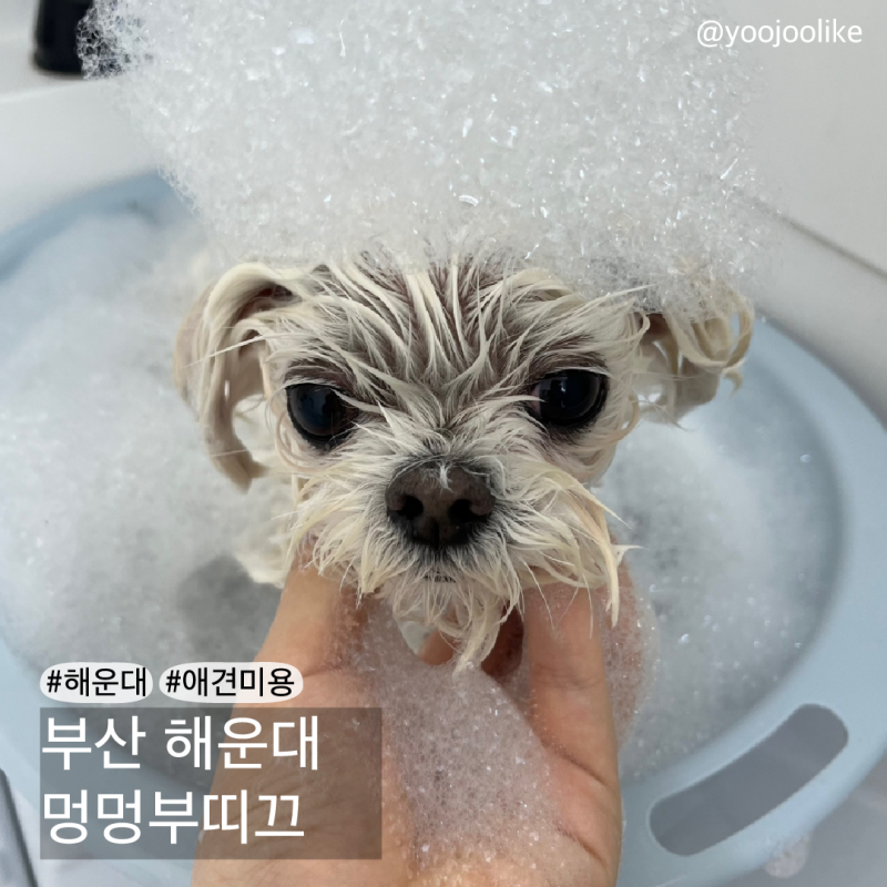 멍멍부띠끄 해운대 강아지 애견미용 — 해운대구