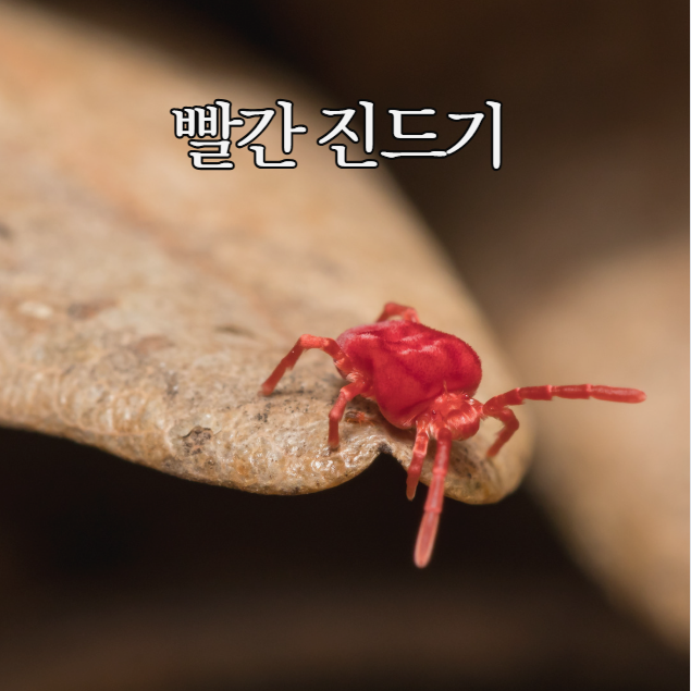  다카라다니 빨간진드기 물렸을 때 물림 증상 퇴치 및 예방법