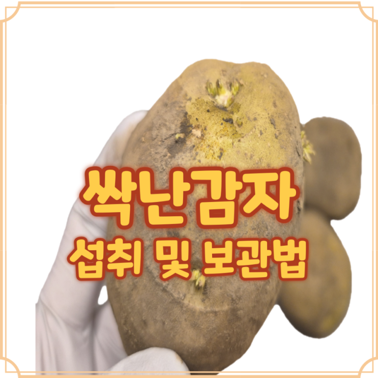  감자 싹나면 먹어도 되는지 안전한 섭취 방법과 보관법 정리