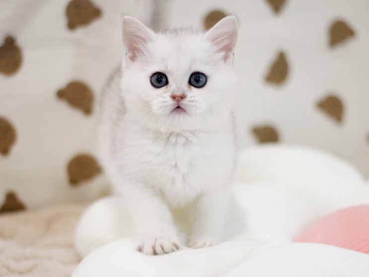  아기고양이 분리불안 해결하려면 이렇게!