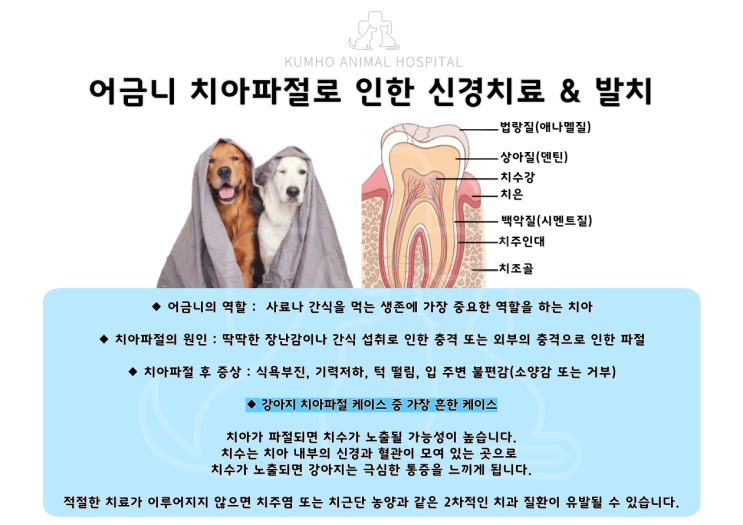  7살 강아지의 어금니 치아파절로 인한 신경치료 & 발치 수술 Case[광주 강아지 치과, 광주 치과 동물병원, 강아지 치아파절, 강아지 치과, 강아지 신경치료, 강아지 발치]