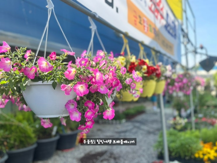  울산 꽃시장 금호화훼 비오는날 드라이브 실내 꽃구경