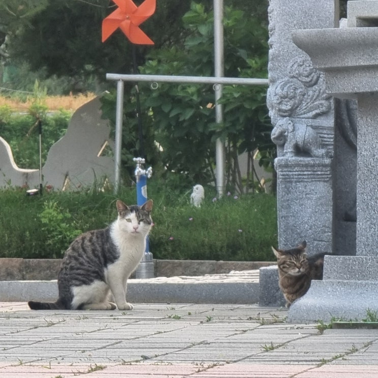  길냥이 일상 : 너무나 오랜만에 만난 사원 고양이 수마니.. 건강하게 잘 살고 있었다. 그리고 새 친구도 생겼다 ^^