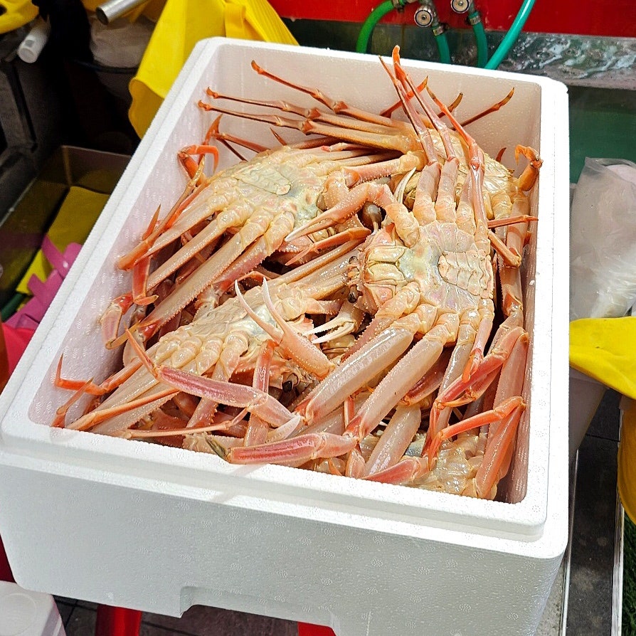 용성호대게 사진 2