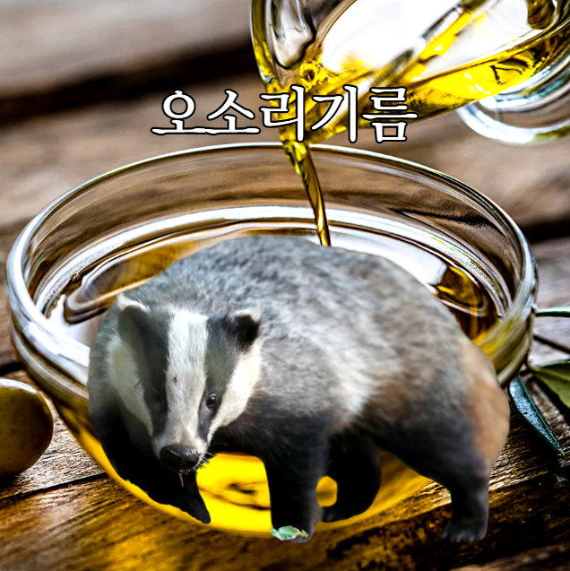  오소리기름 효능과 부작용 사용법과 주의사항