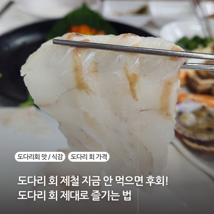  도다리 회 제철 지금 안 먹으면 후회 도다리 회 맛 가격 식감 제대로 즐기는 법