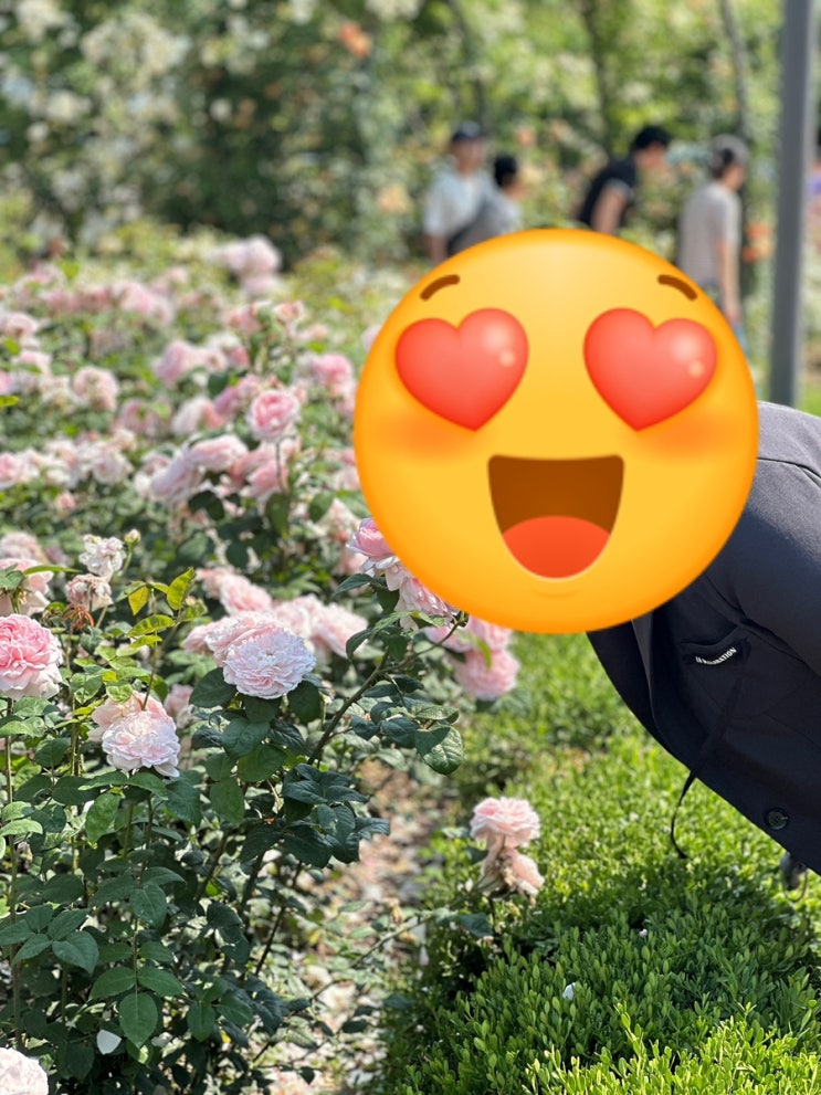  총총) 광주광역시청에는 장미꽃이 피어있다!?