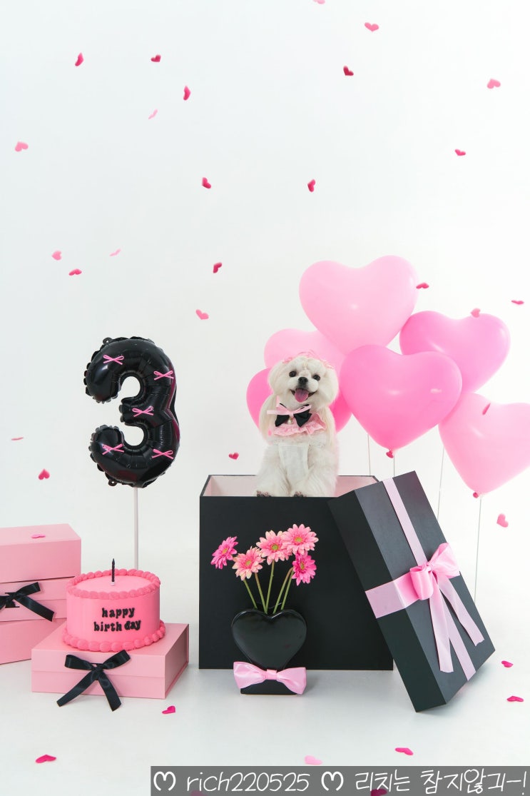  말티즈 리치의 생일입니다 생일축하해 사랑해