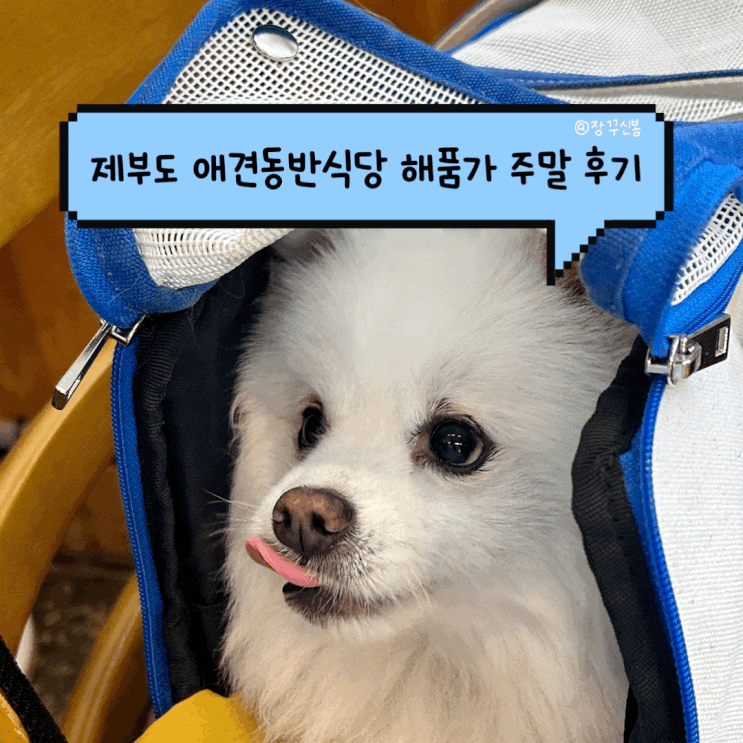 제부도 또간집 애견 동반 조개맛집 해품가 주말 웨이팅 후기 제부도 또간집 애견 동반 조개맛집 해품가 주말 웨이팅 후기