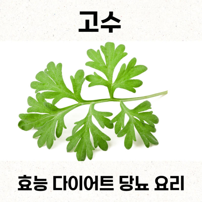 고수효능 다이어트 당뇨 요리