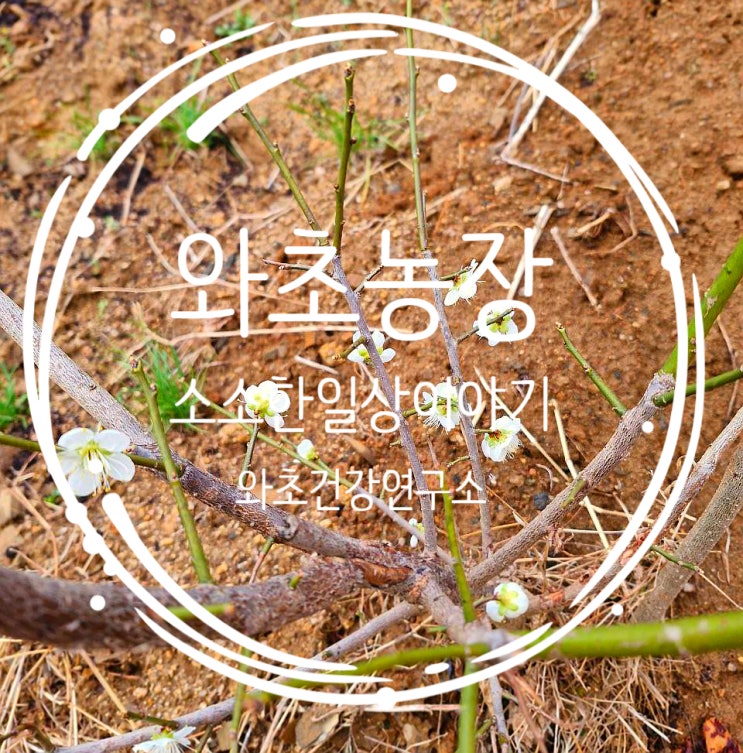  와초농장 농사일기, 눈비 속에서 피어난 봄, 붉은 매화와 하얀 배꽃