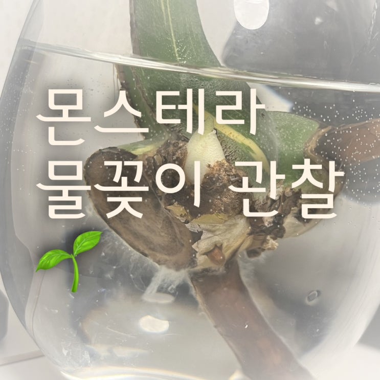 몬스테라 물꽂이 관찰일기