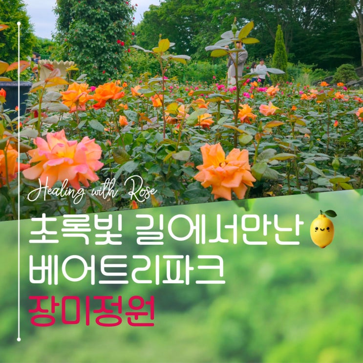  세종 아이와 함께 방문한 베어트리파크 장미축제 필수 준비물과 개화현황