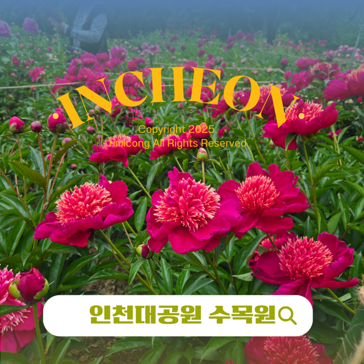  인천대공원 모란 작약 실시간 개화 수목원 데이트 후기