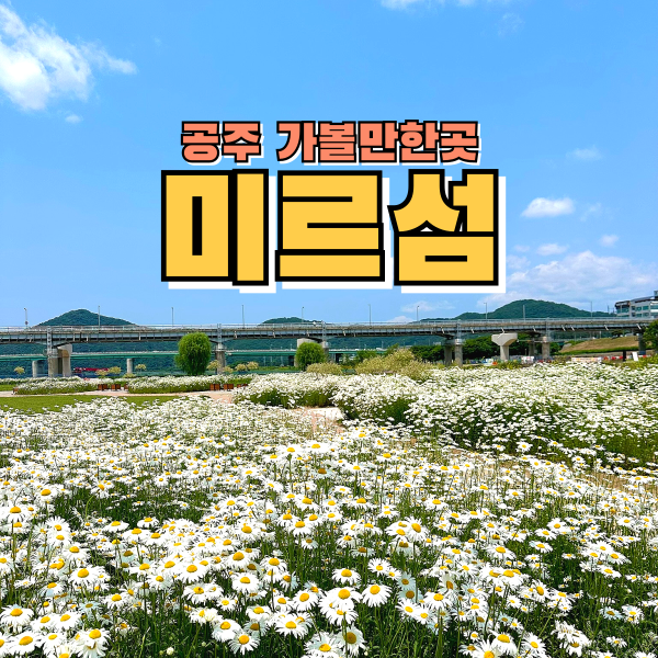 공주 가볼만한곳 <미르섬> 샤스타데이지 사진 찍기 좋은 공주여행지