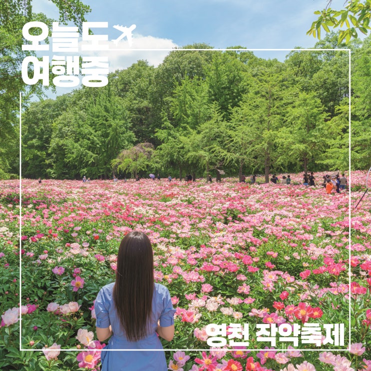  분홍빛으로 가득했던 날, 영천 작약꽃밭에서 머물다