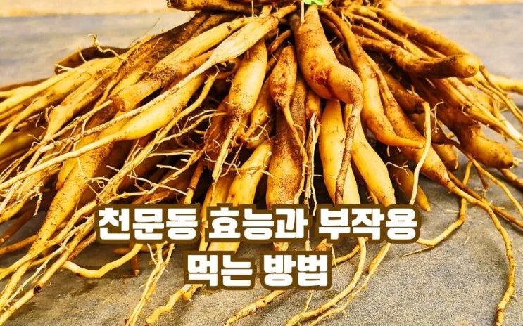  천문동 효능 부작용 먹는법 천문동 맞는 체질 맥문동