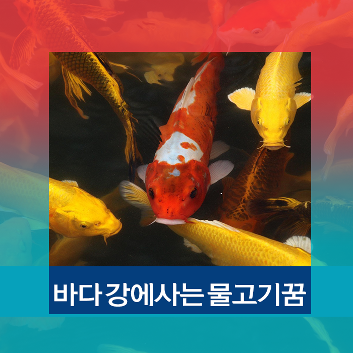 물고기꿈해몽 바다나 강에 사는 생선꿈해석
