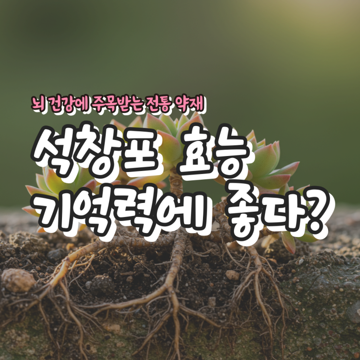  석창포 효능 – 기억력에 좋다? 뇌 건강에 주목받는 전통 약재