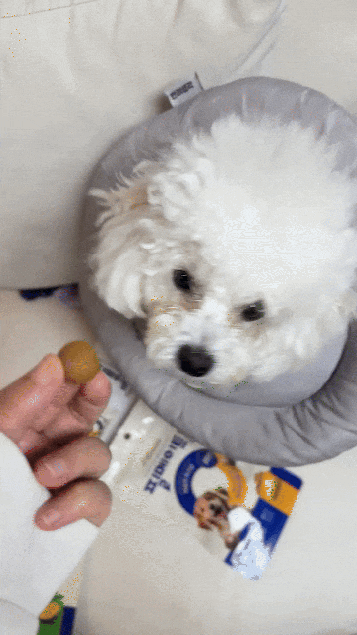  강아지 투약보조제 필메이트볼만 있으면 이제 가루약 안녕~