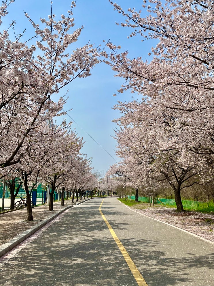  4월 혼자 망원에서 벚꽃 구경
