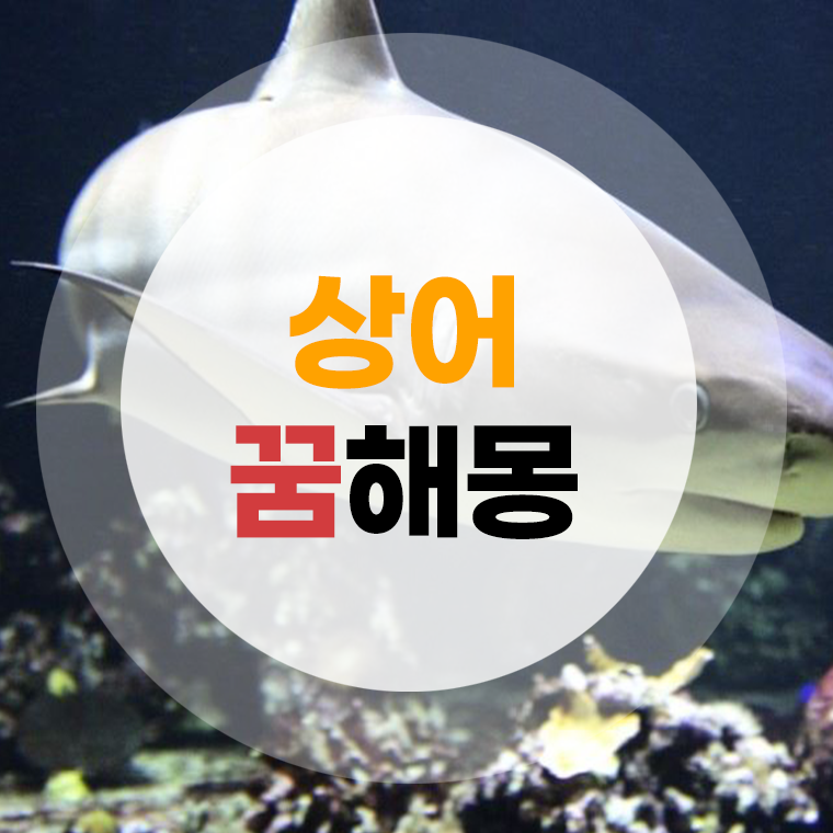 상어 꿈해몽 (상어태몽, 잡는꿈, 물리는꿈, 나오는꿈, 상어떼꿈, 새끼상어꿈)