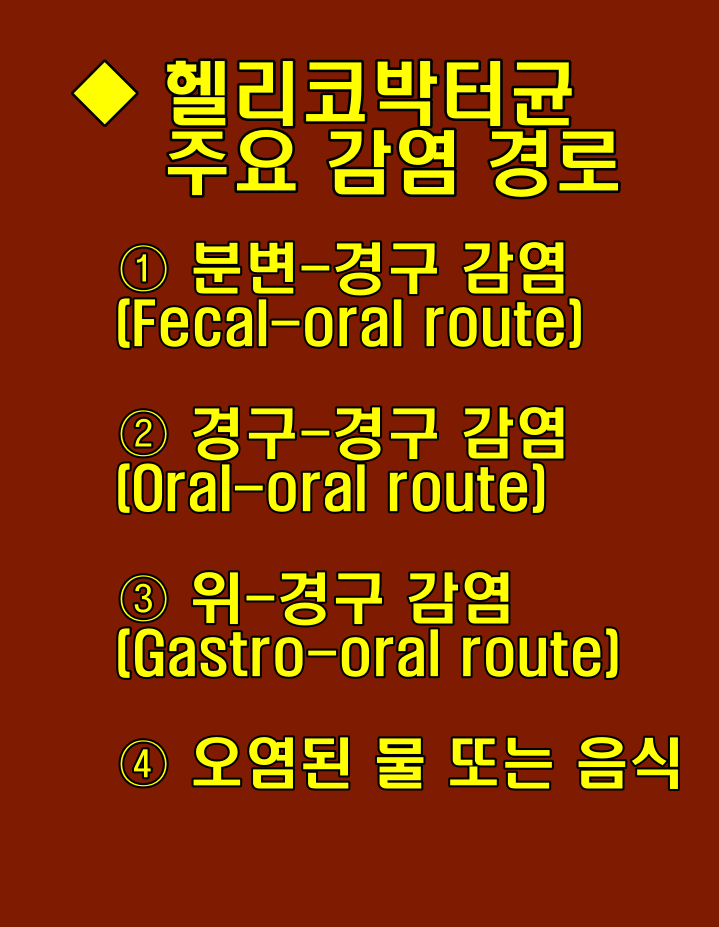 헬리코박터균에 좋은음식 나쁜음식, 감염경로 헬리코박터균 감염 증상 및 치료방벙
