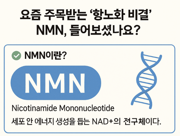  항노화 비밀병기 NMN의  모든 것을 파헤친다_효능, 대상, 섭취량