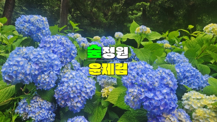 전남 보성 6월 가볼만한곳 · 숲정원 윤제림 수국 여행 명소 (성림정원 입장료 수국 개화시기) 전남 보성 6월 가볼만한곳 · 숲정원 윤제림 수국 여행 명소 (성림정원 입장료 수국 개화시기)
