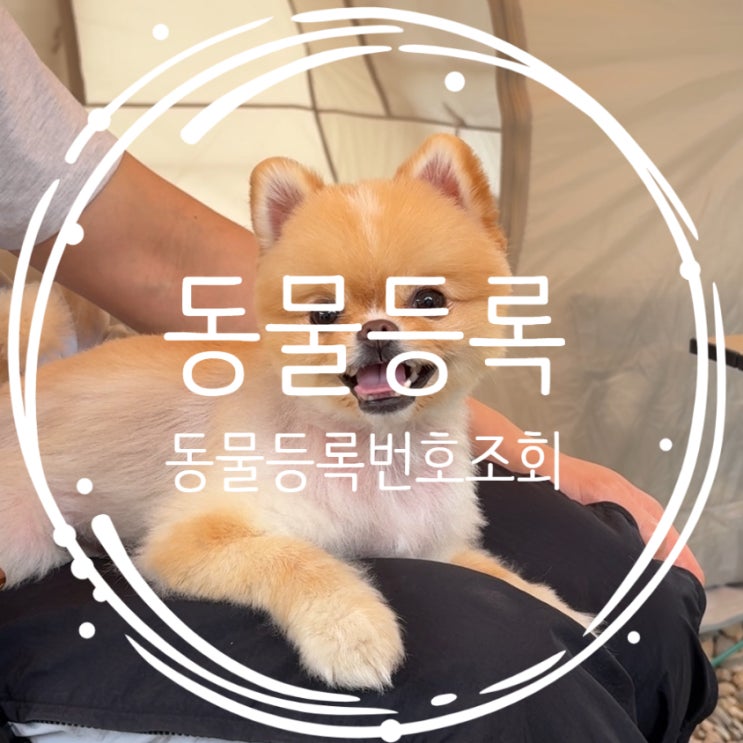  반려견 주소변경 동물등록번호 모를때 조회방법