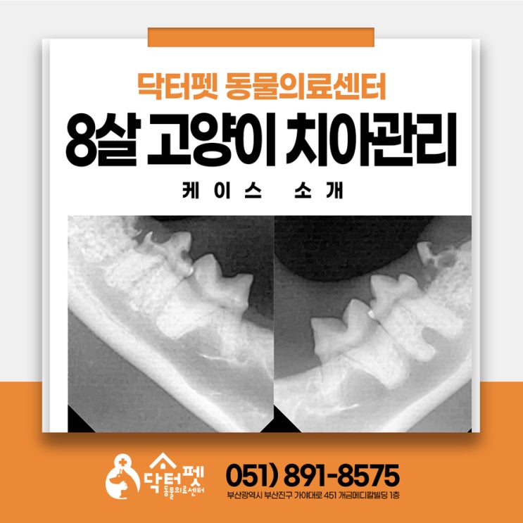  8살 밥 안먹는 고양이 왜 그랬을까? 부산 노령묘 동물병원